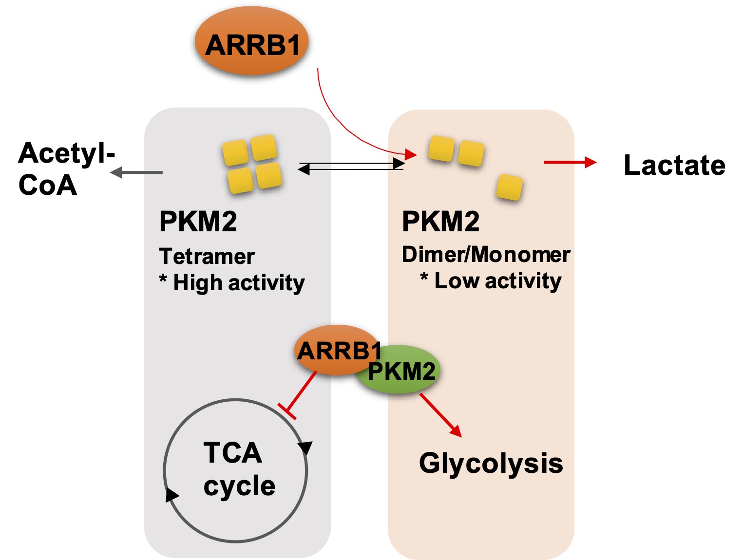 Dual Roles Of Beta-arrestin 1 In Mediating Cell Metabolism And ...